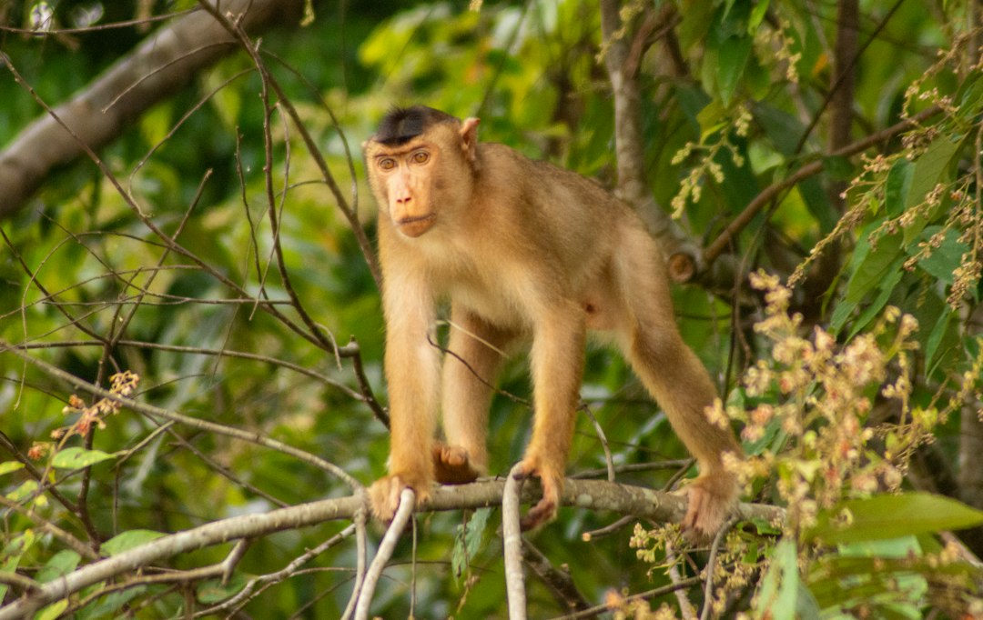 Borneo and wildlife