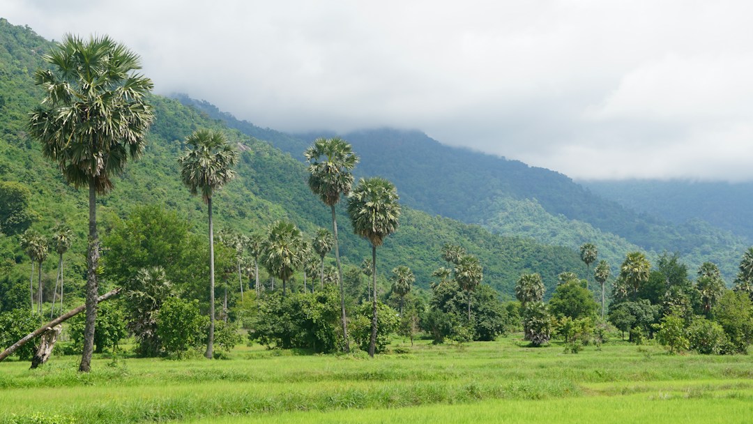 Campagne verdoyante du Cambodge, palmiers et montagnes. Photo : Sophanit KONG / Unsplash.