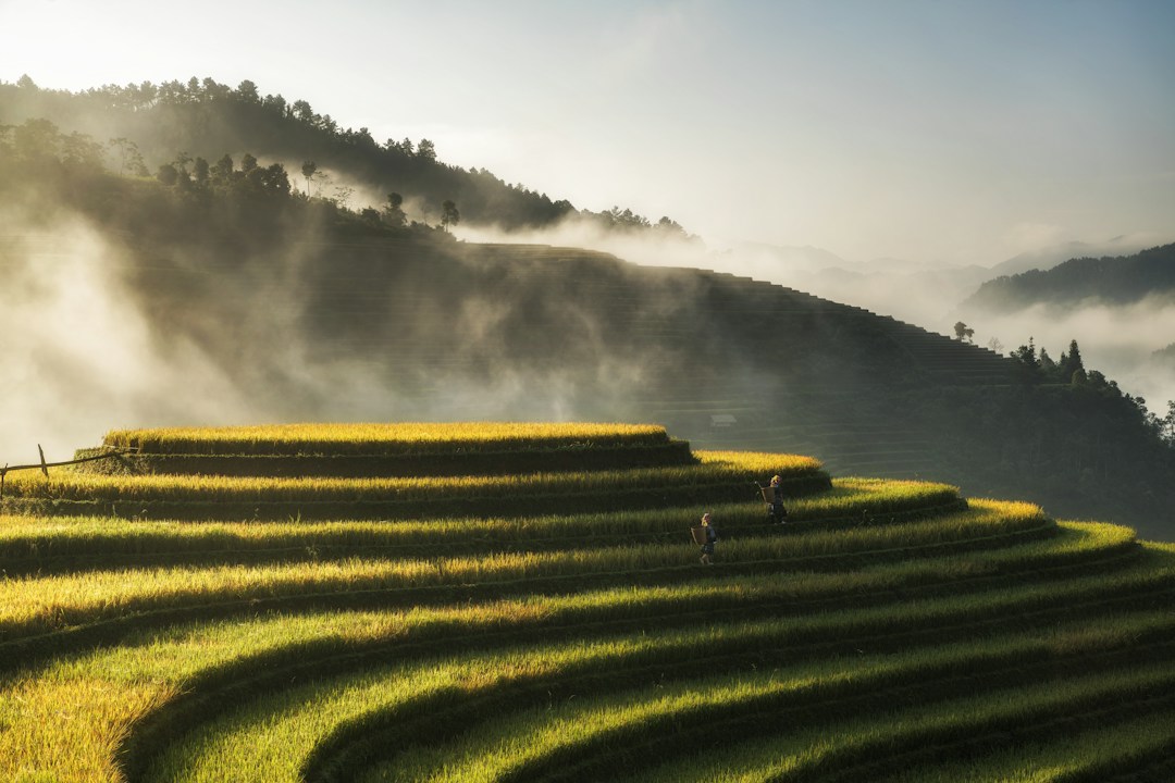 Rizières en terrasses de Mu Cang Chai au Vietnam