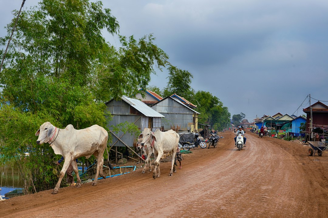 Campagne cambodgienne