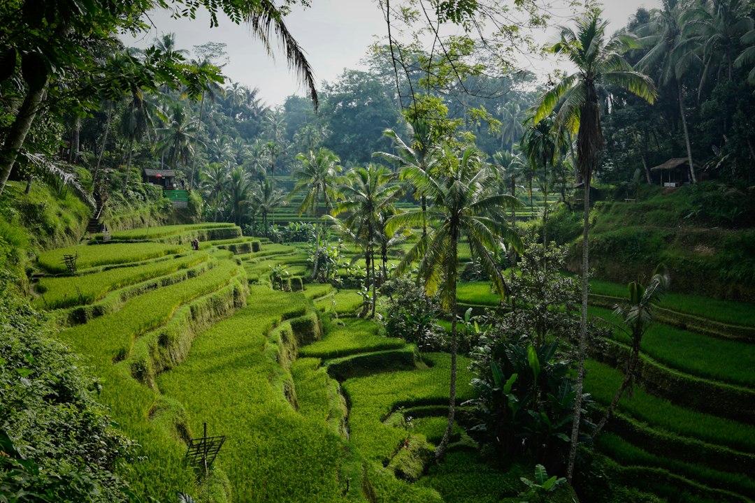 Rizières verdoyantes de Bali