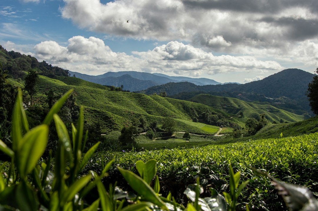 Tea plantations